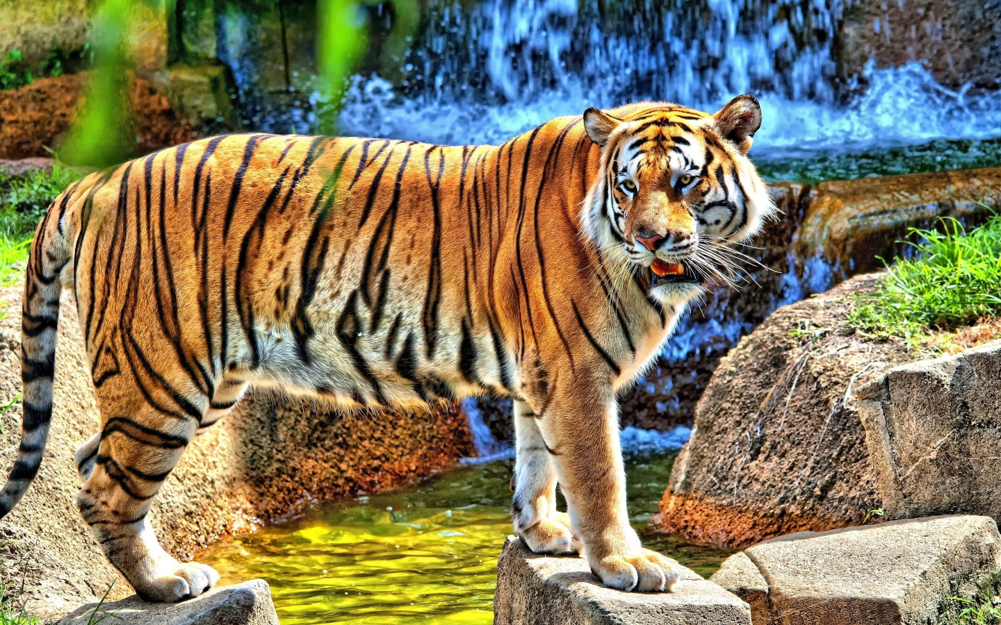 HDR Young Tiger for 1440 x 900 widescreen resolution