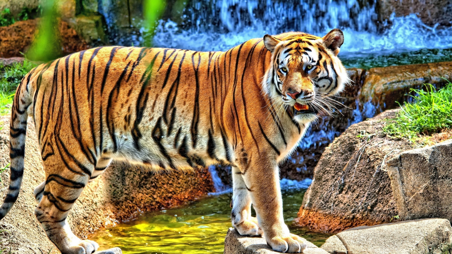 HDR Young Tiger for 1536 x 864 HDTV resolution