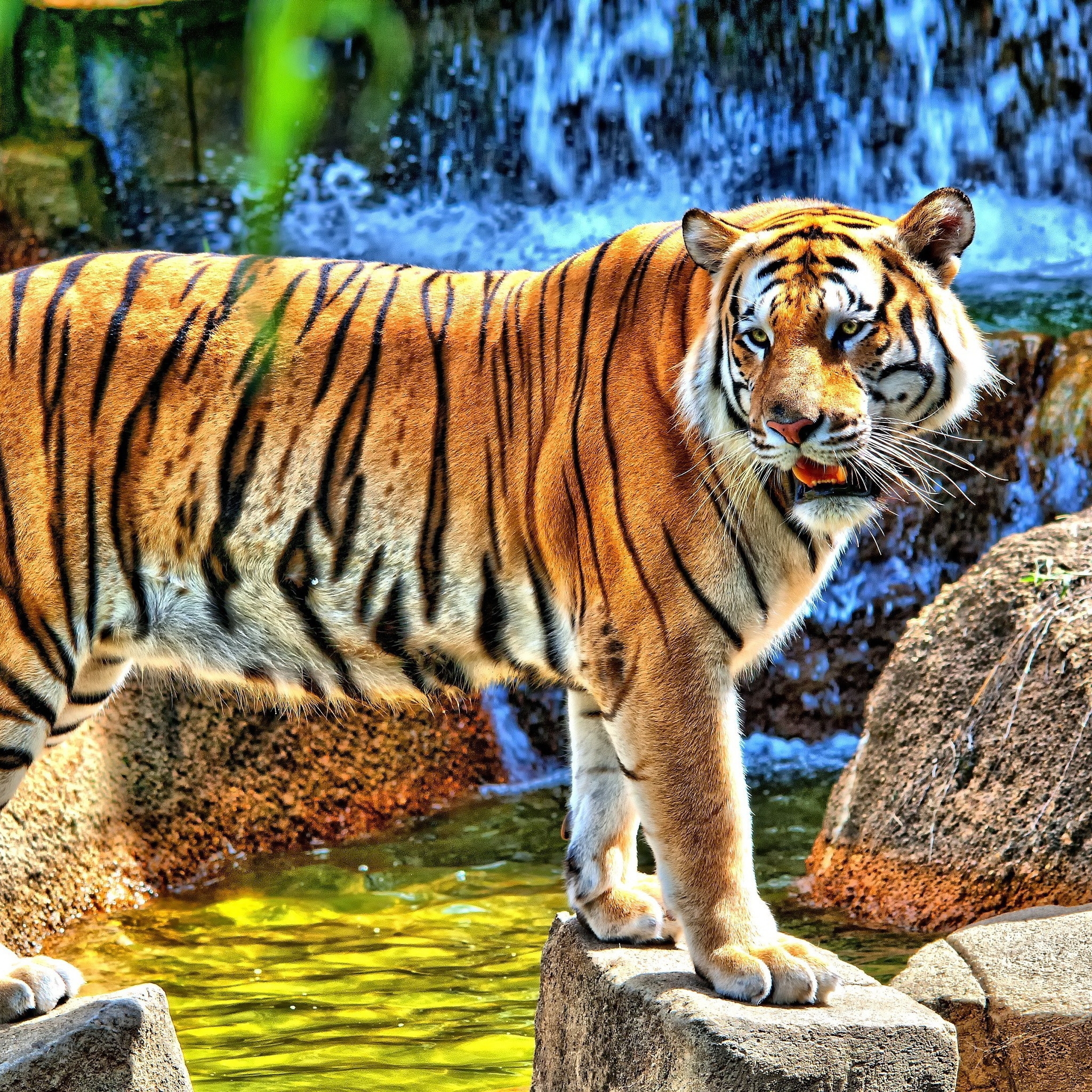 HDR Young Tiger for 2048 x 2048 New iPad resolution