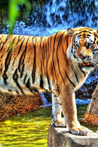 HDR Young Tiger for 320 x 480 iPhone resolution