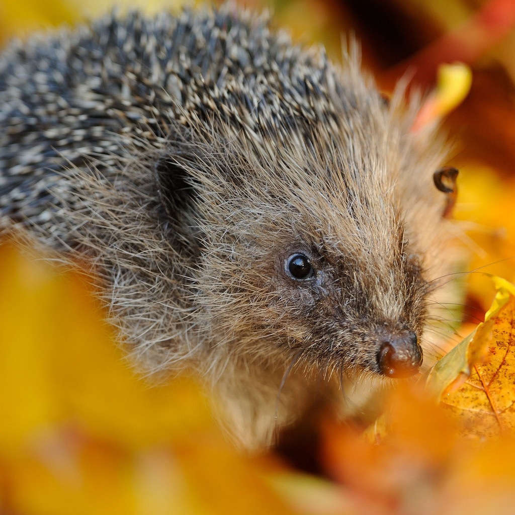Hedgehog in Autumn Leaves for 1024 x 1024 iPad resolution