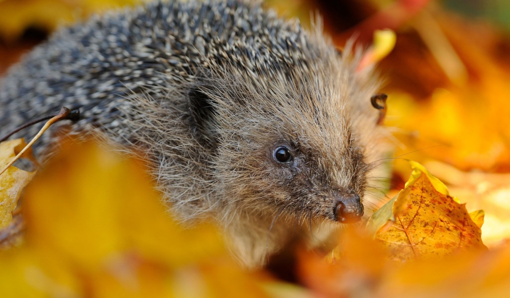 Hedgehog in Autumn Leaves for 1024 x 600 widescreen resolution