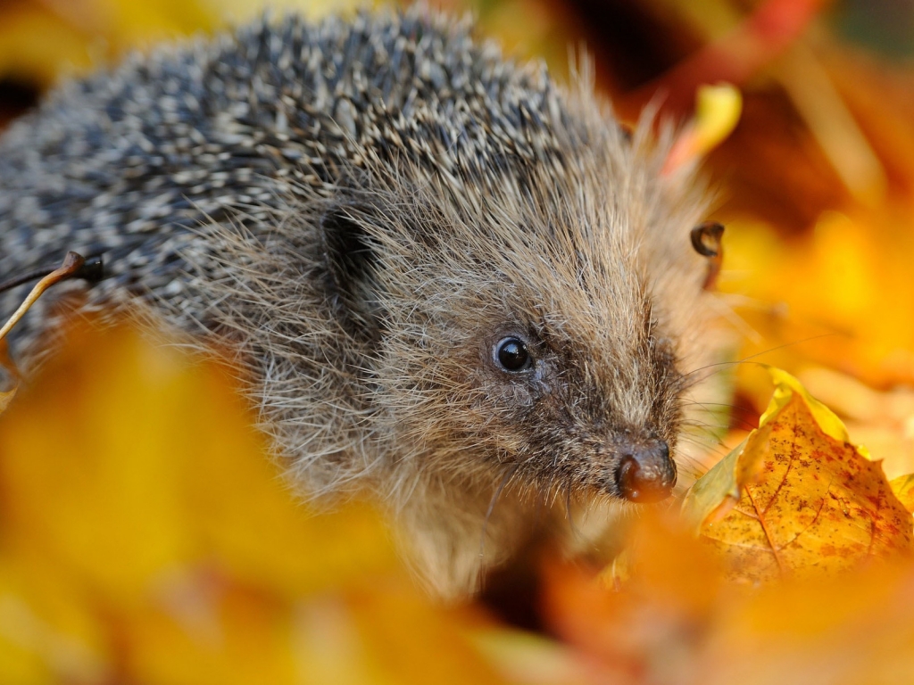 Hedgehog in Autumn Leaves for 1024 x 768 resolution