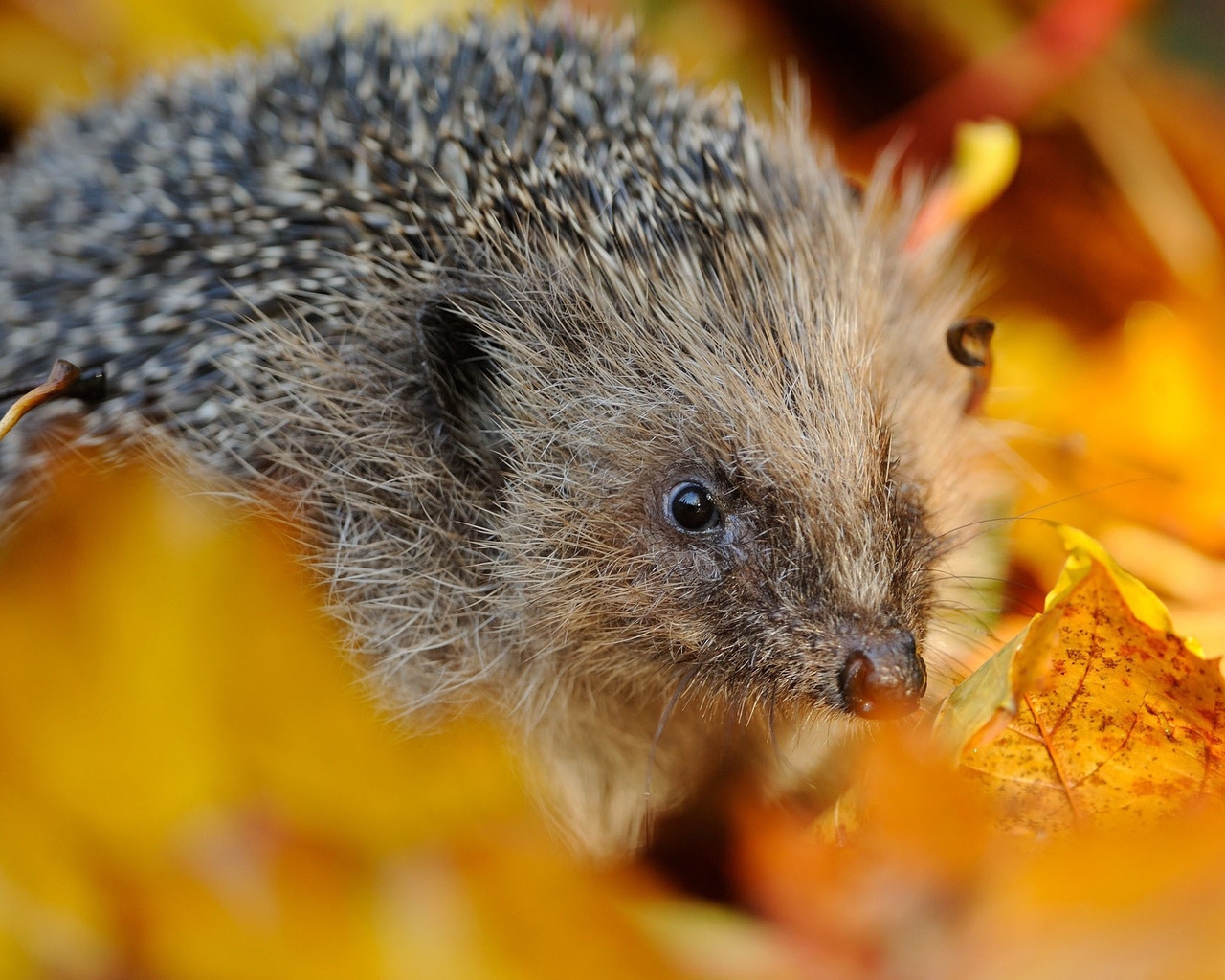Hedgehog in Autumn Leaves for 1280 x 1024 resolution