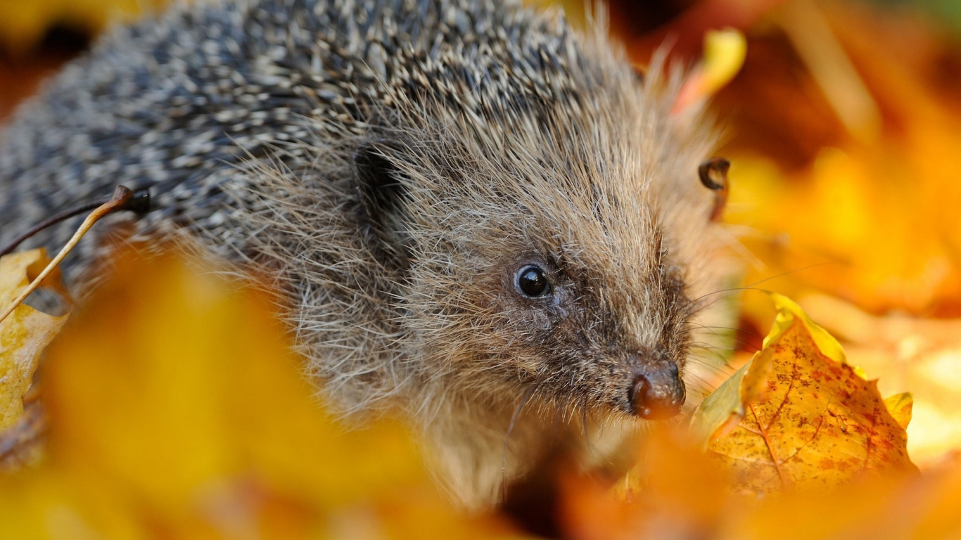 Hedgehog in Autumn Leaves for 1366 x 768 HDTV resolution
