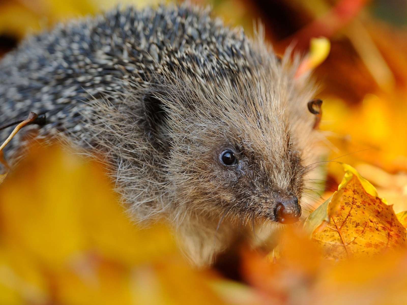 Hedgehog in Autumn Leaves for 1600 x 1200 resolution