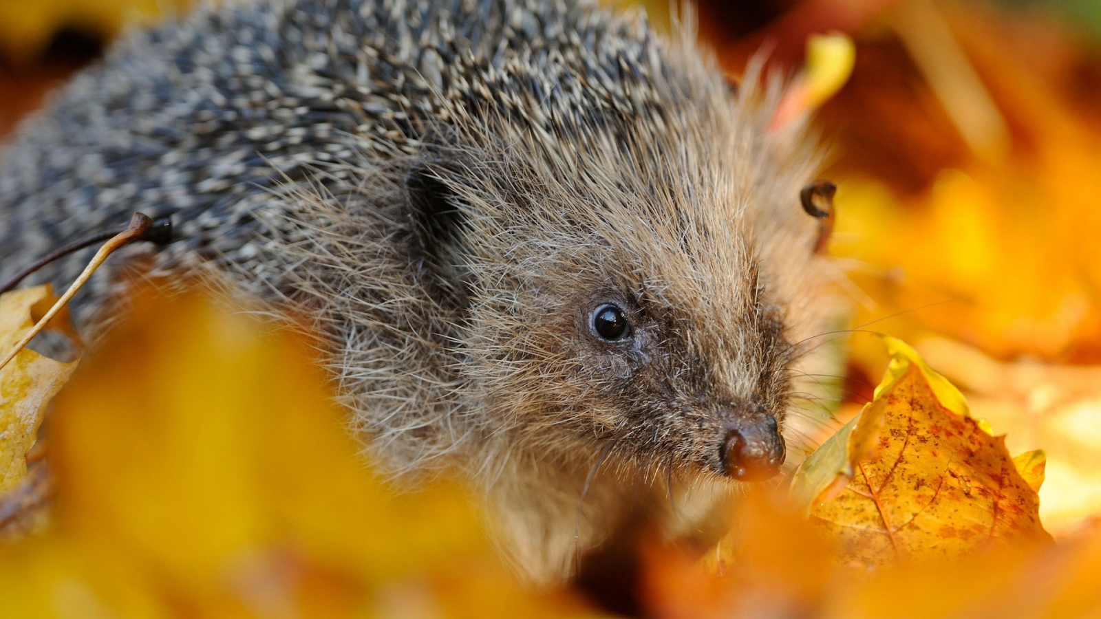 Hedgehog in Autumn Leaves for 1600 x 900 HDTV resolution