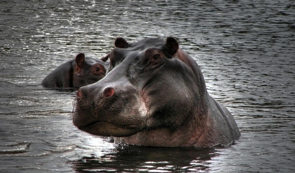 Hippopotamus in Water for 1024 x 600 widescreen resolution