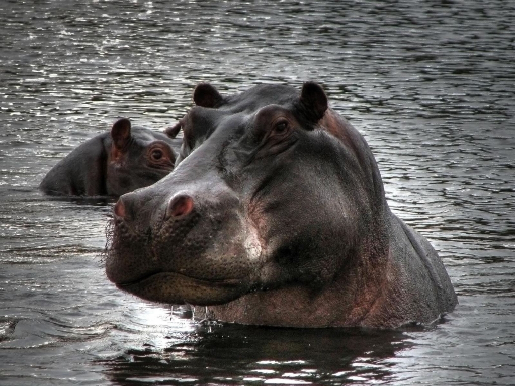 Hippopotamus in Water for 1024 x 768 resolution