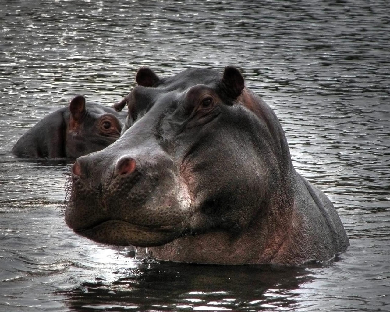 Hippopotamus in Water for 1280 x 1024 resolution