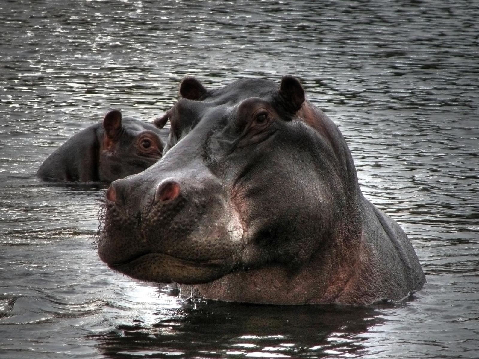 Hippopotamus in Water for 1600 x 1200 resolution