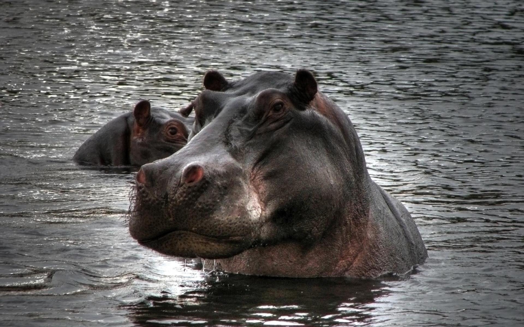 Hippopotamus in Water for 1680 x 1050 widescreen resolution