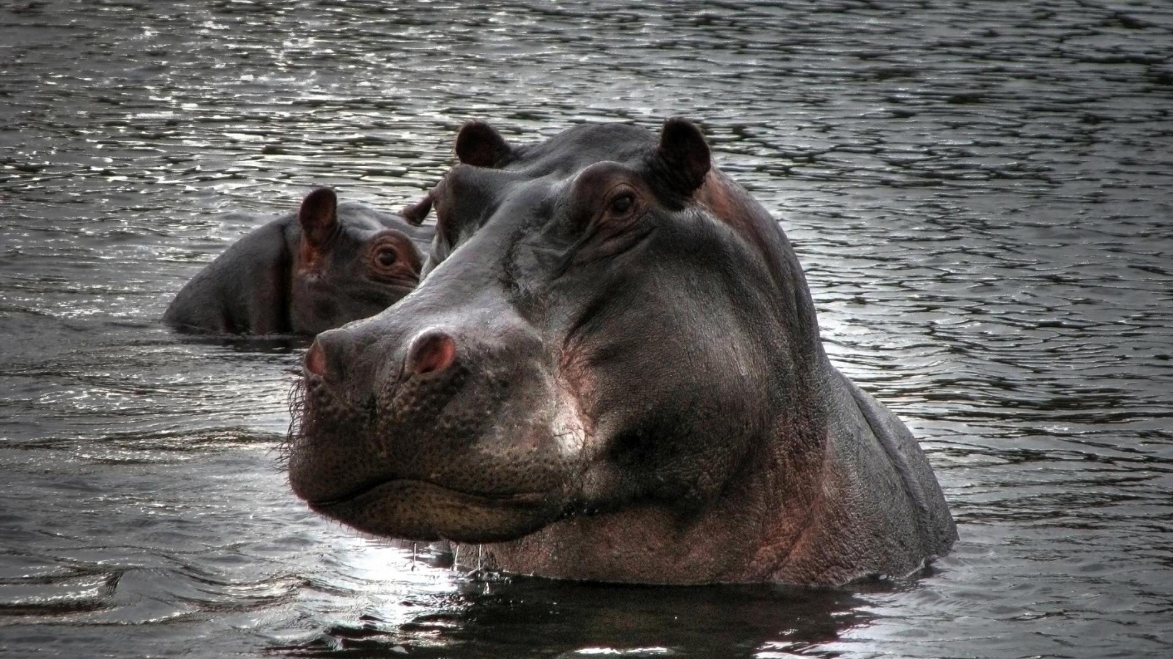 Hippopotamus in Water for 1680 x 945 HDTV resolution