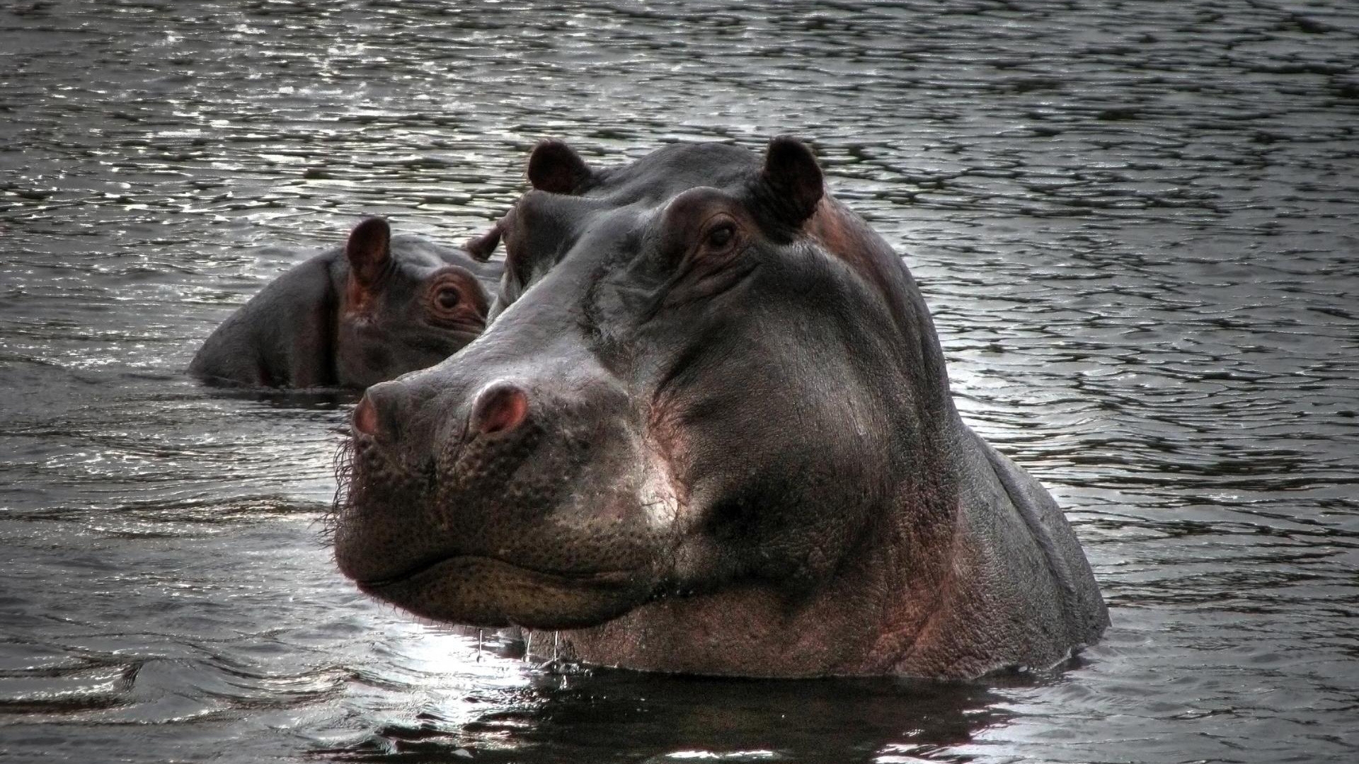 Hippopotamus in Water for 1920 x 1080 HDTV 1080p resolution