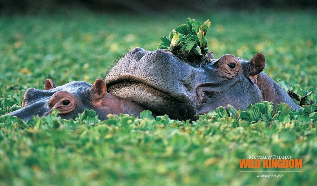 Hippos for 1024 x 600 widescreen resolution