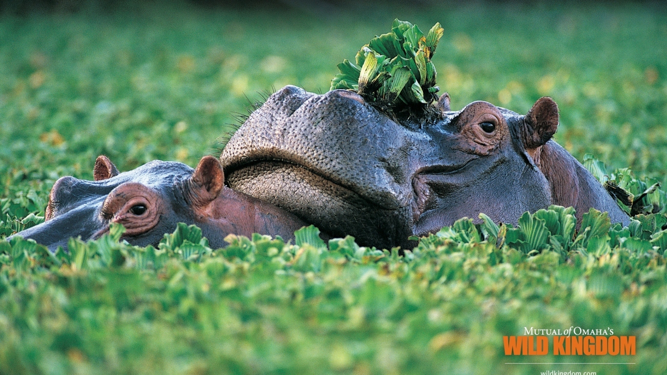 Hippos for 1366 x 768 HDTV resolution