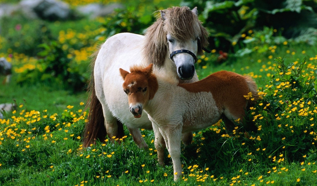 Horse Family for 1024 x 600 widescreen resolution