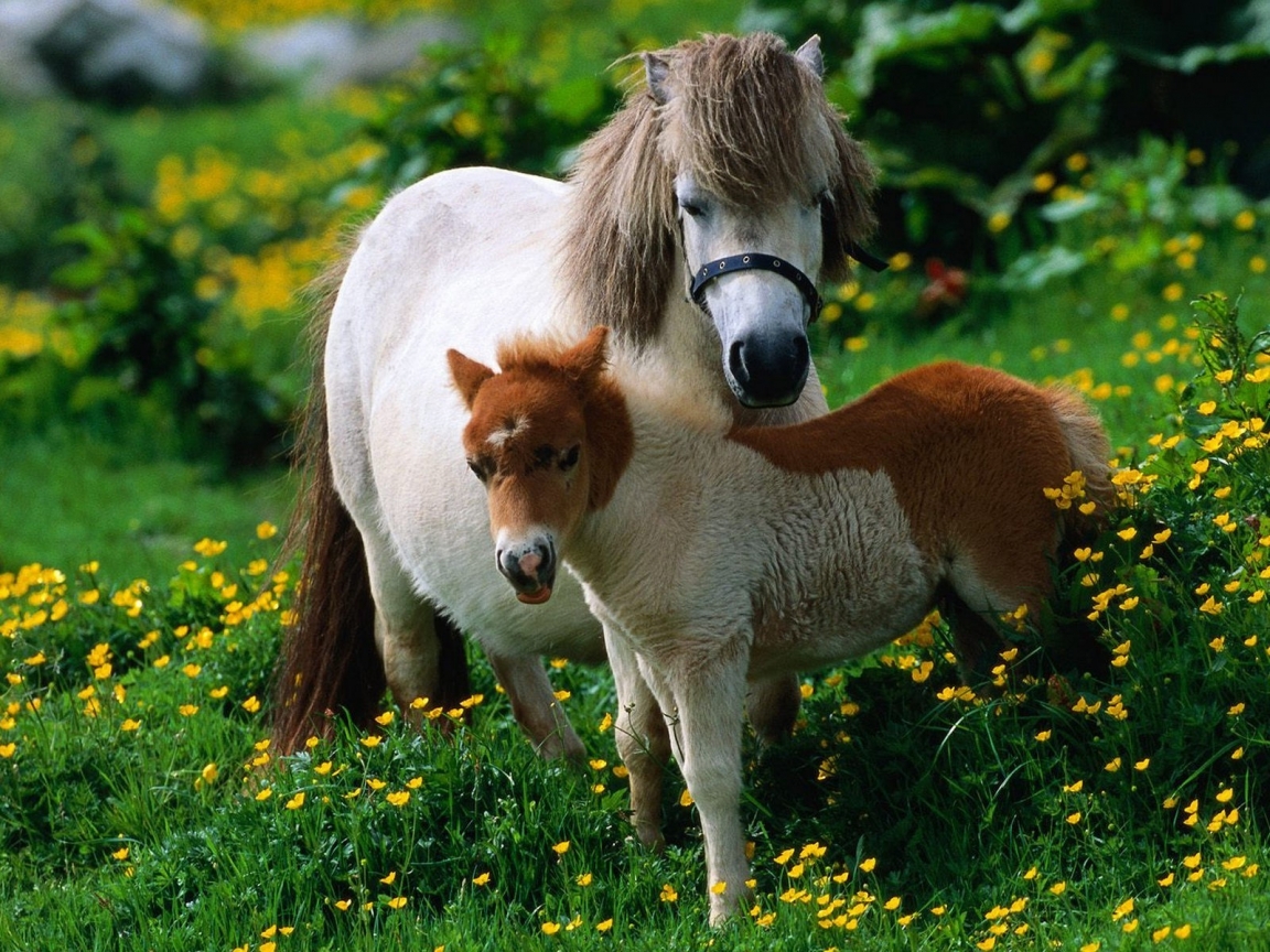 Horse Family for 1152 x 864 resolution