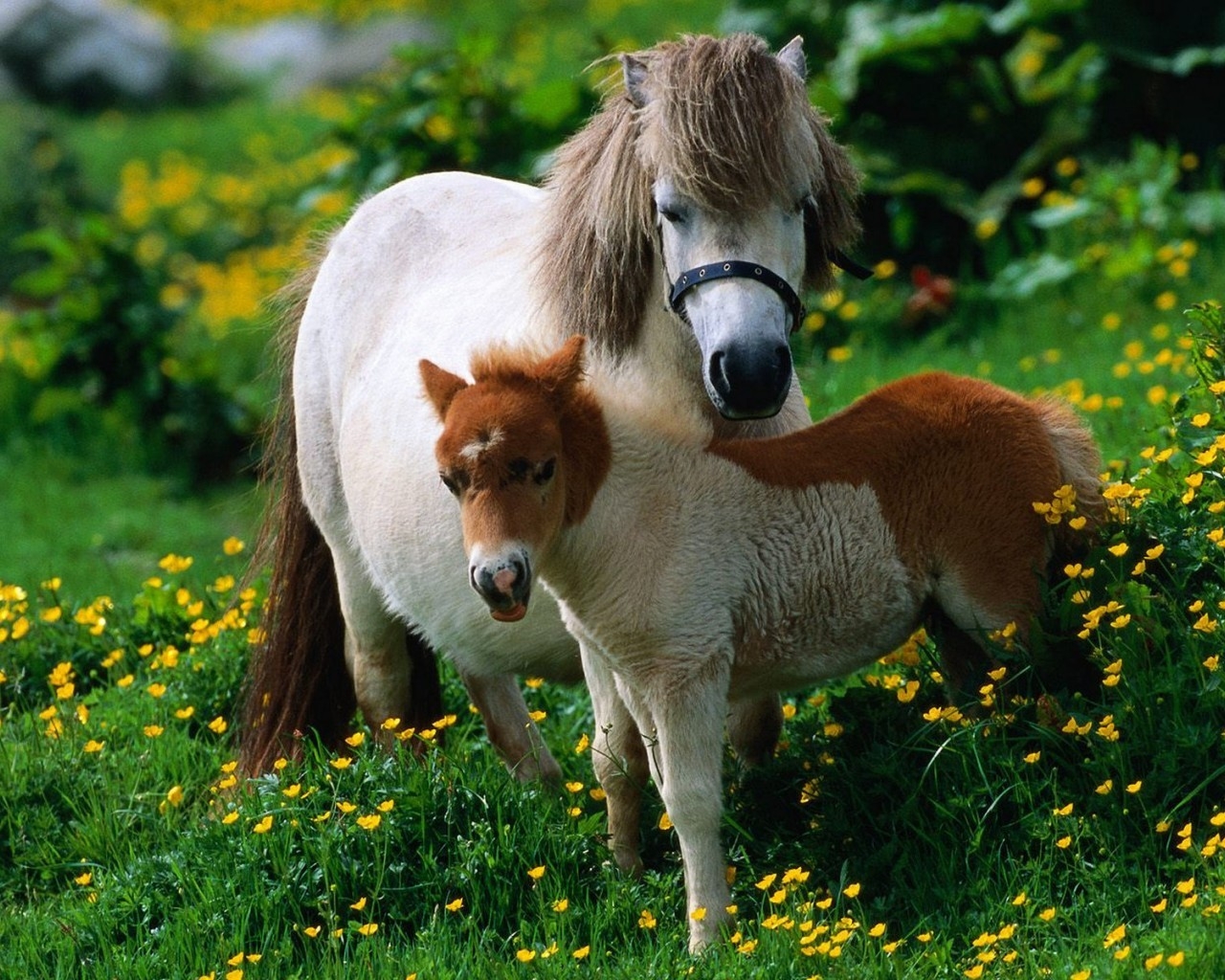 Horse Family for 1280 x 1024 resolution