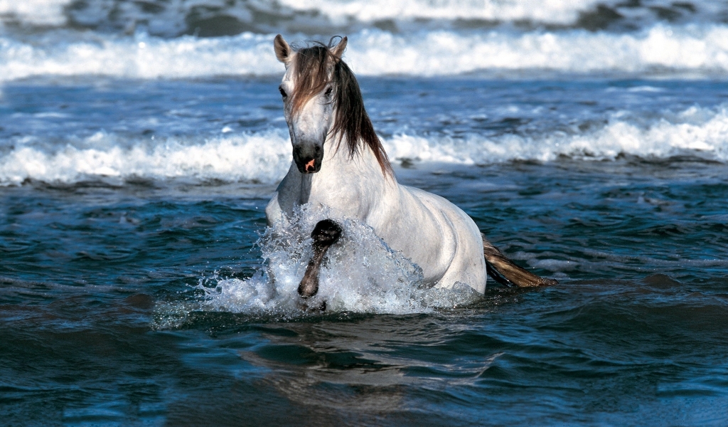Horse Swimming for 1024 x 600 widescreen resolution