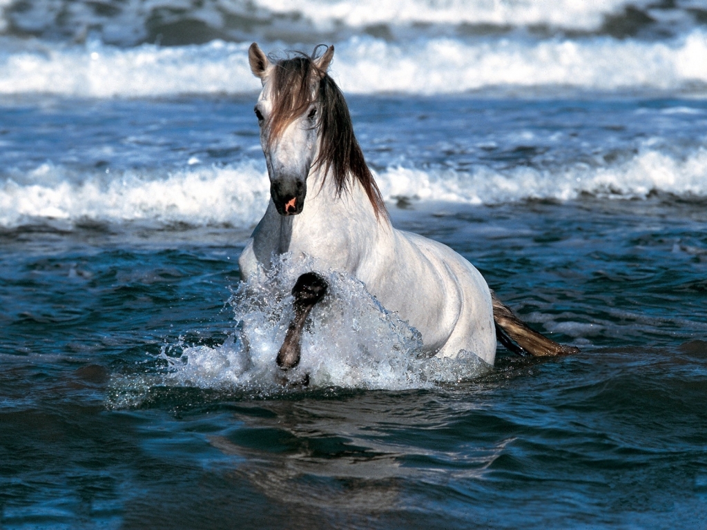 Horse Swimming for 1024 x 768 resolution