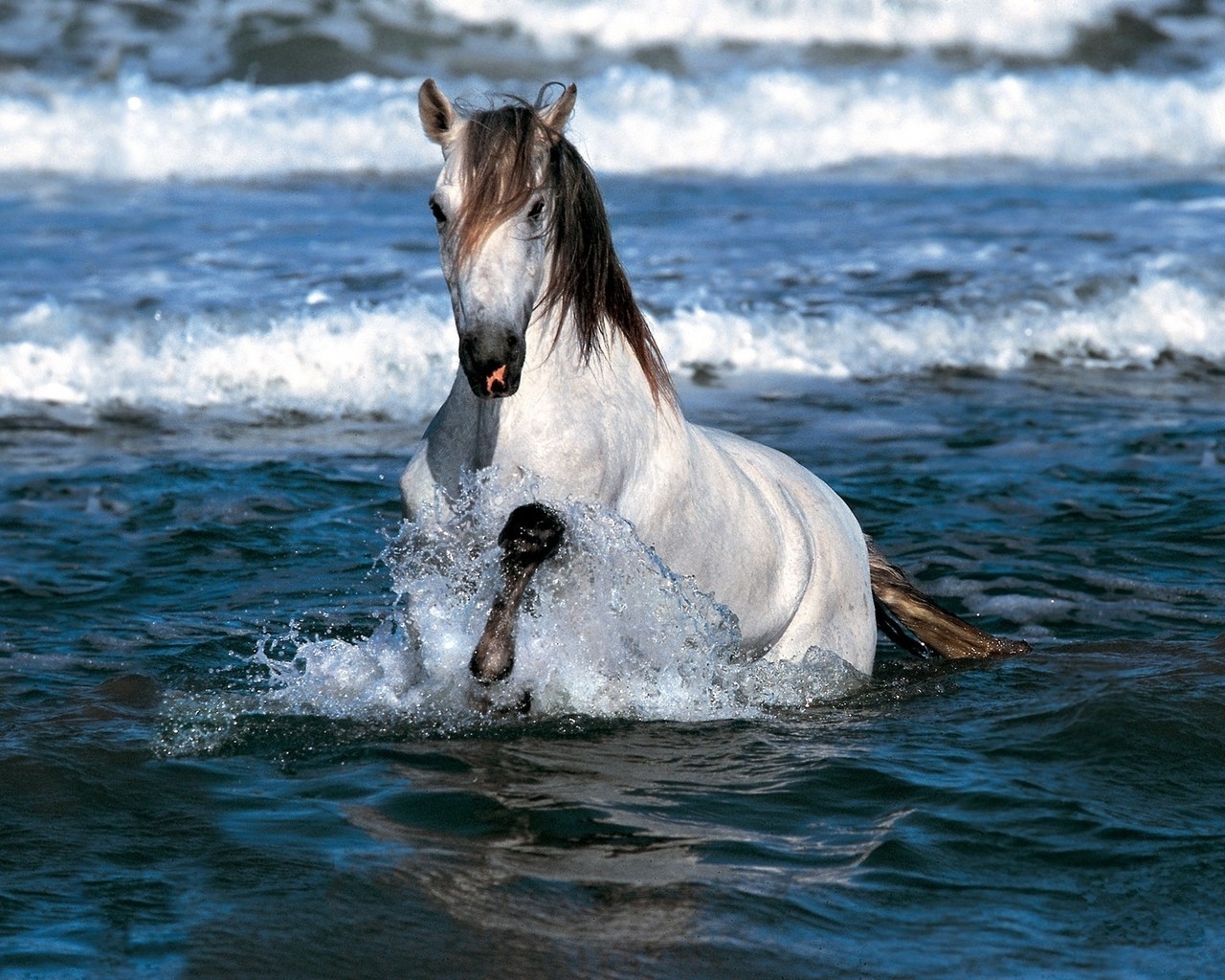 Horse Swimming for 1280 x 1024 resolution