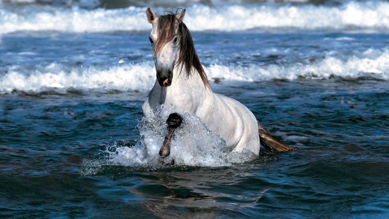 Horse Swimming for 1366 x 768 HDTV resolution