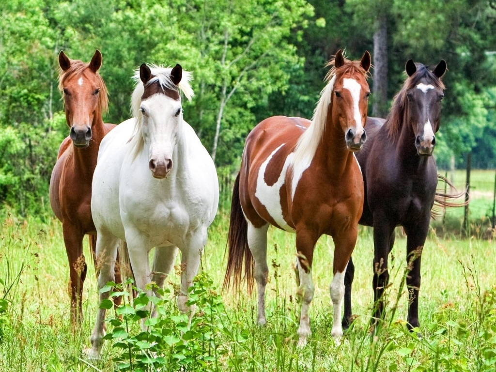 Horses for 1024 x 768 resolution