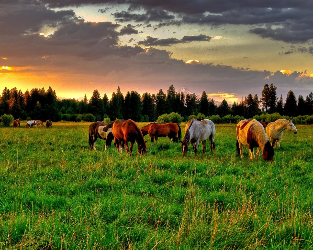 Horses Field for 1280 x 1024 resolution
