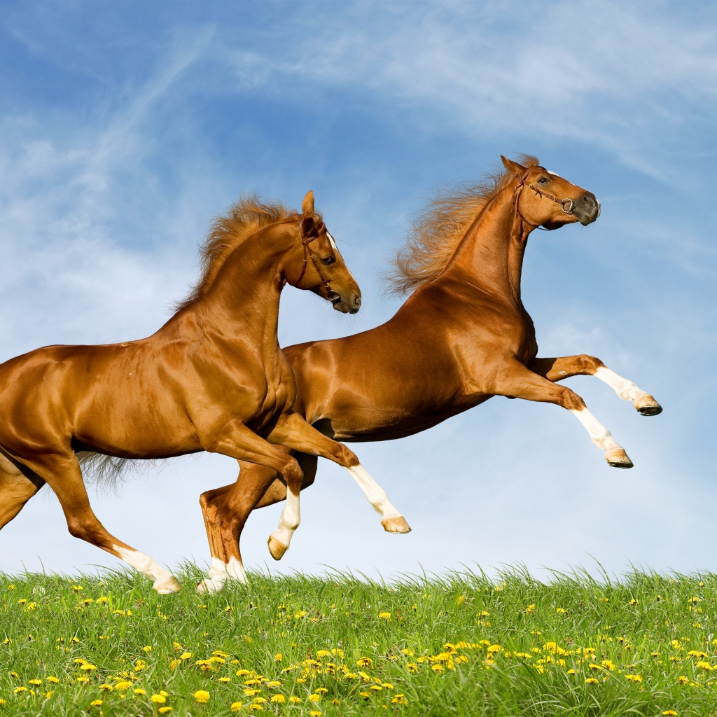 Horses Running for 1024 x 1024 iPad resolution