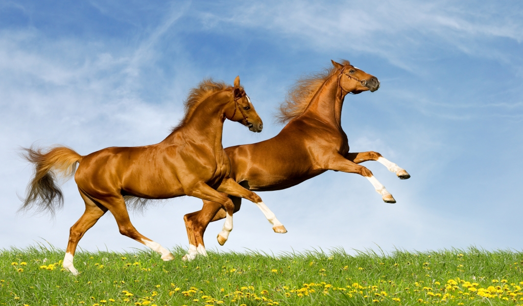 Horses Running for 1024 x 600 widescreen resolution
