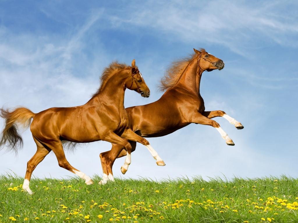 Horses Running for 1024 x 768 resolution