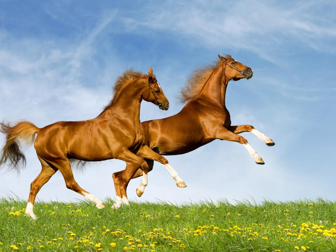 Horses Running for 1152 x 864 resolution