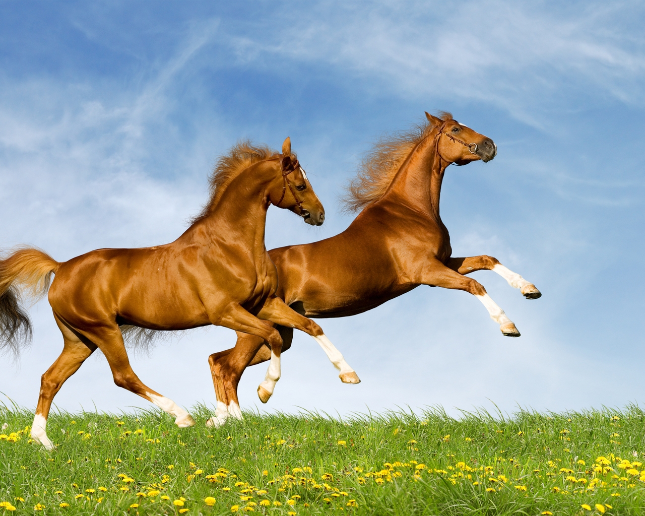 Horses Running for 1280 x 1024 resolution