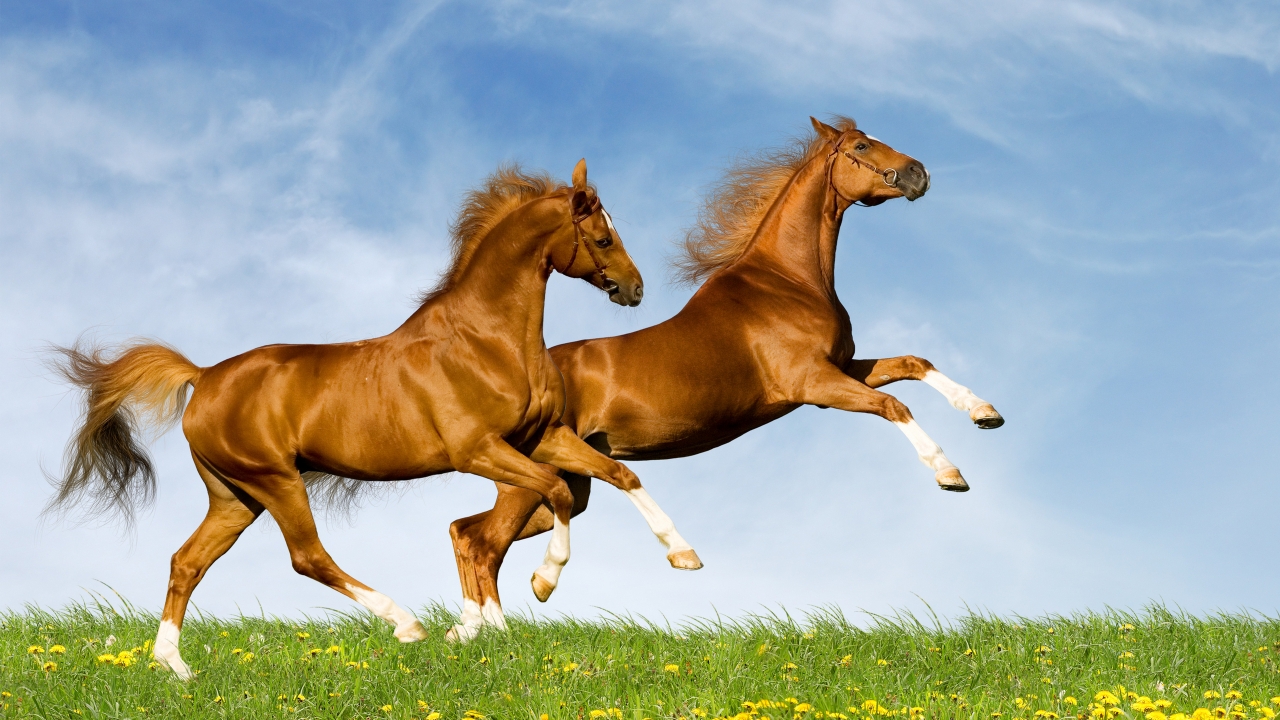 Horses Running for 1280 x 720 HDTV 720p resolution