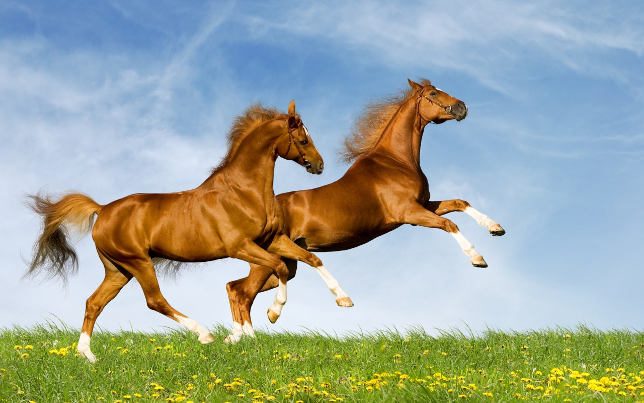 Horses Running for 1280 x 800 widescreen resolution
