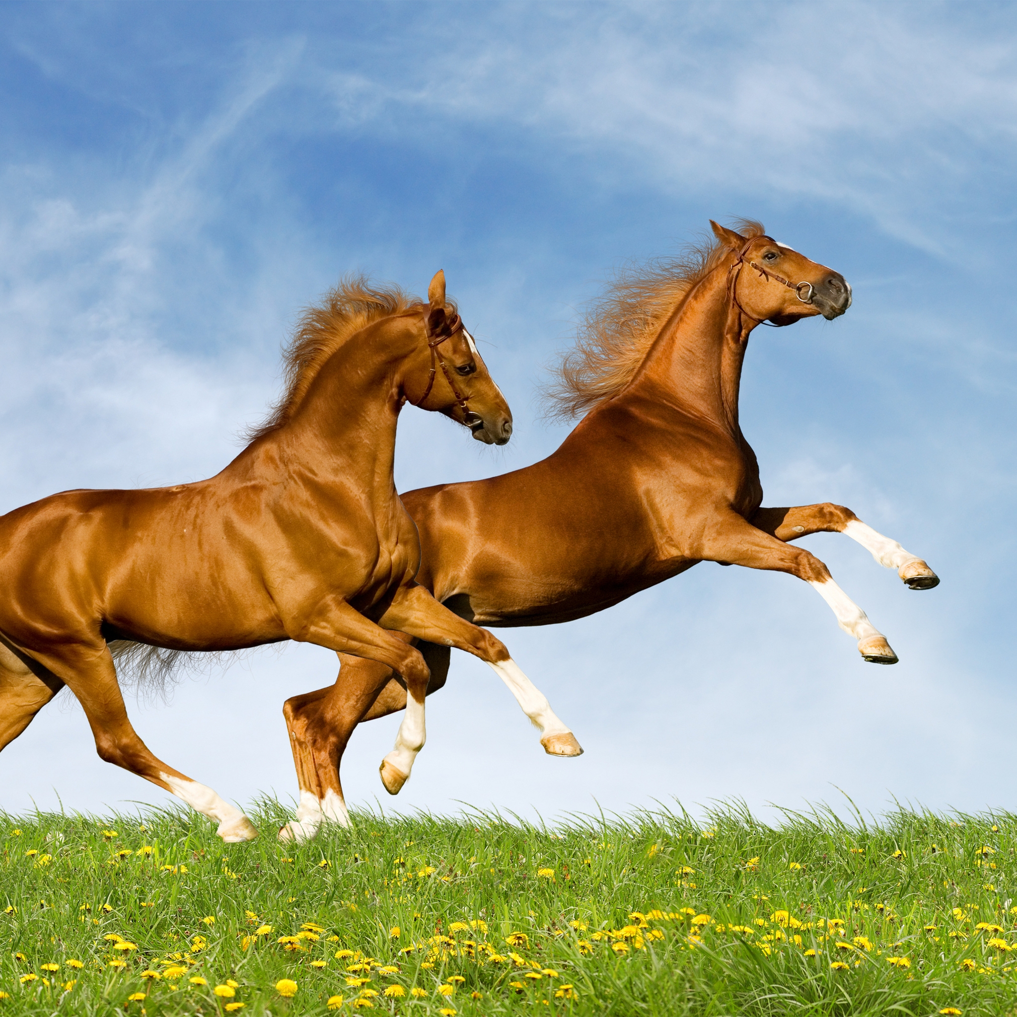 Horses Running for 2048 x 2048 New iPad resolution