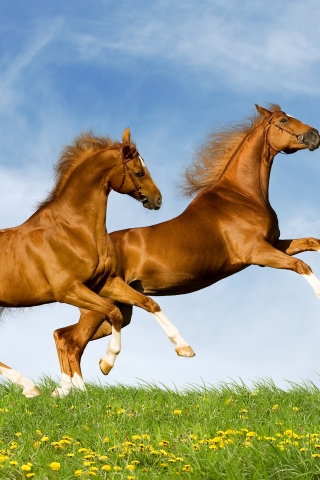 Horses Running for 320 x 480 iPhone resolution