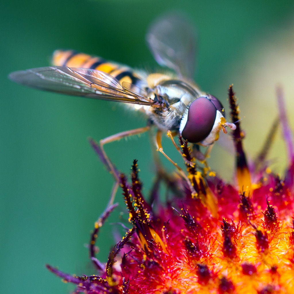 Hover Fly at Work for 1024 x 1024 iPad resolution