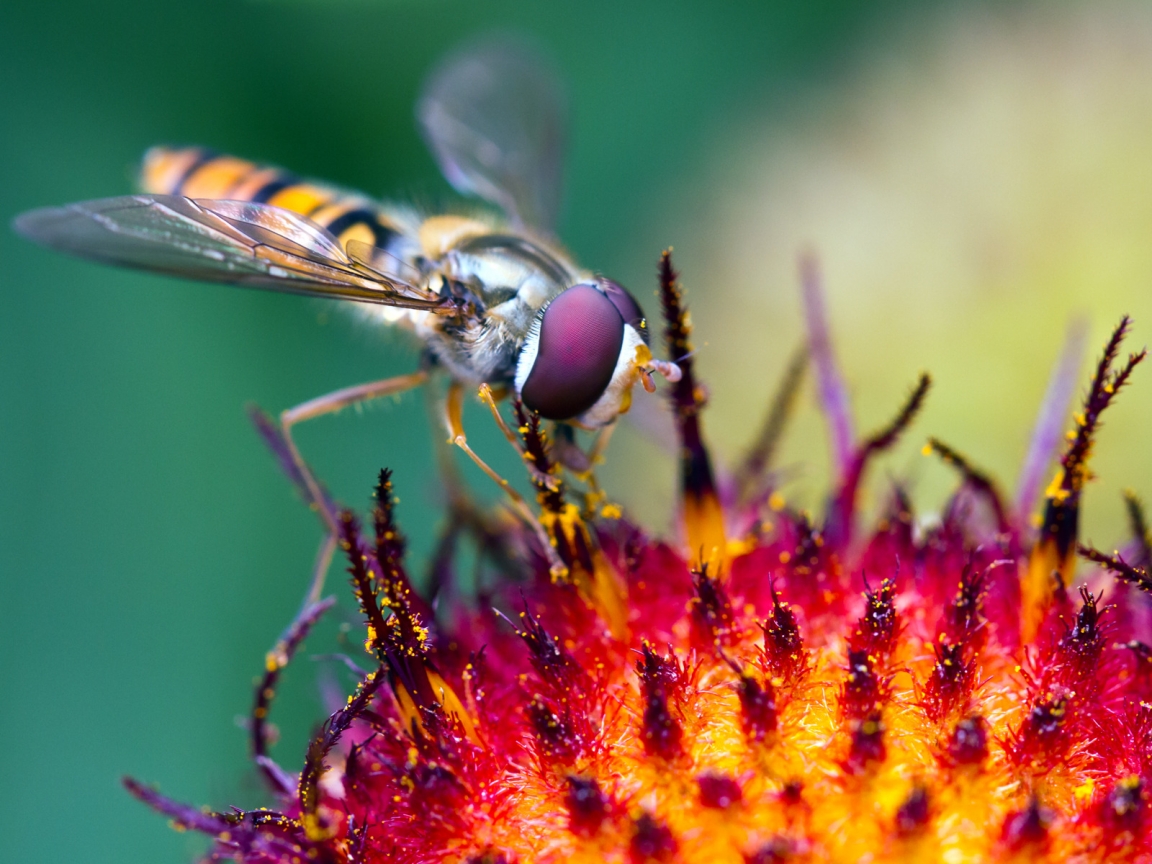 Hover Fly at Work for 1152 x 864 resolution