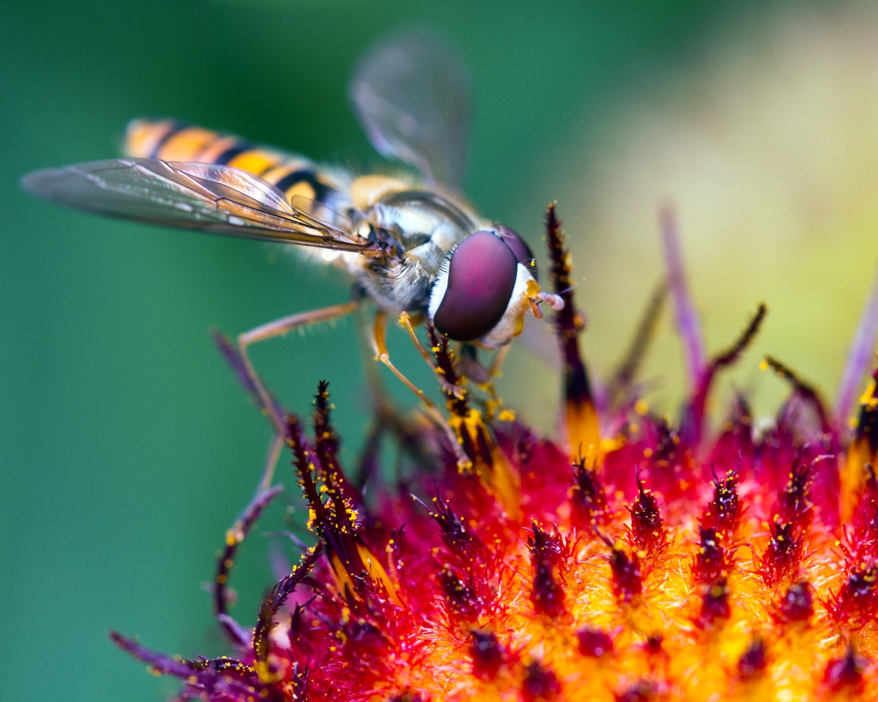 Hover Fly at Work for 1280 x 1024 resolution