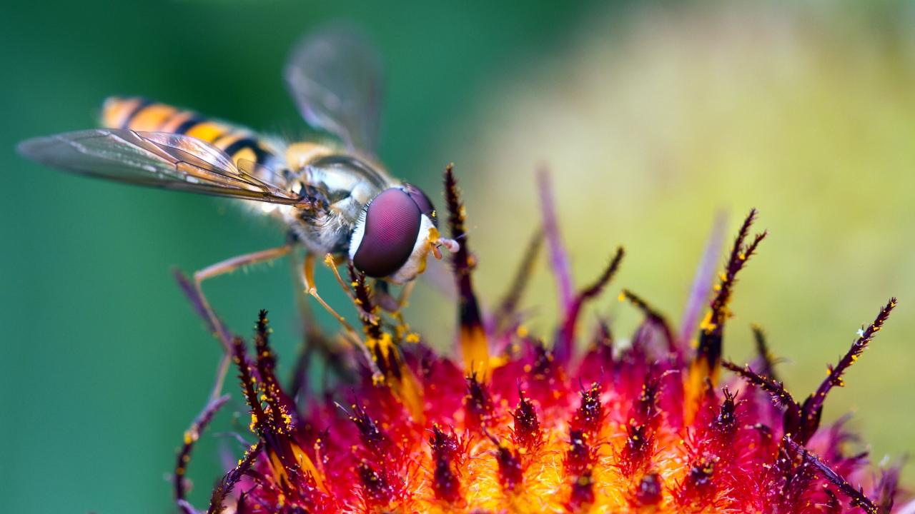 Hover Fly at Work for 1280 x 720 HDTV 720p resolution