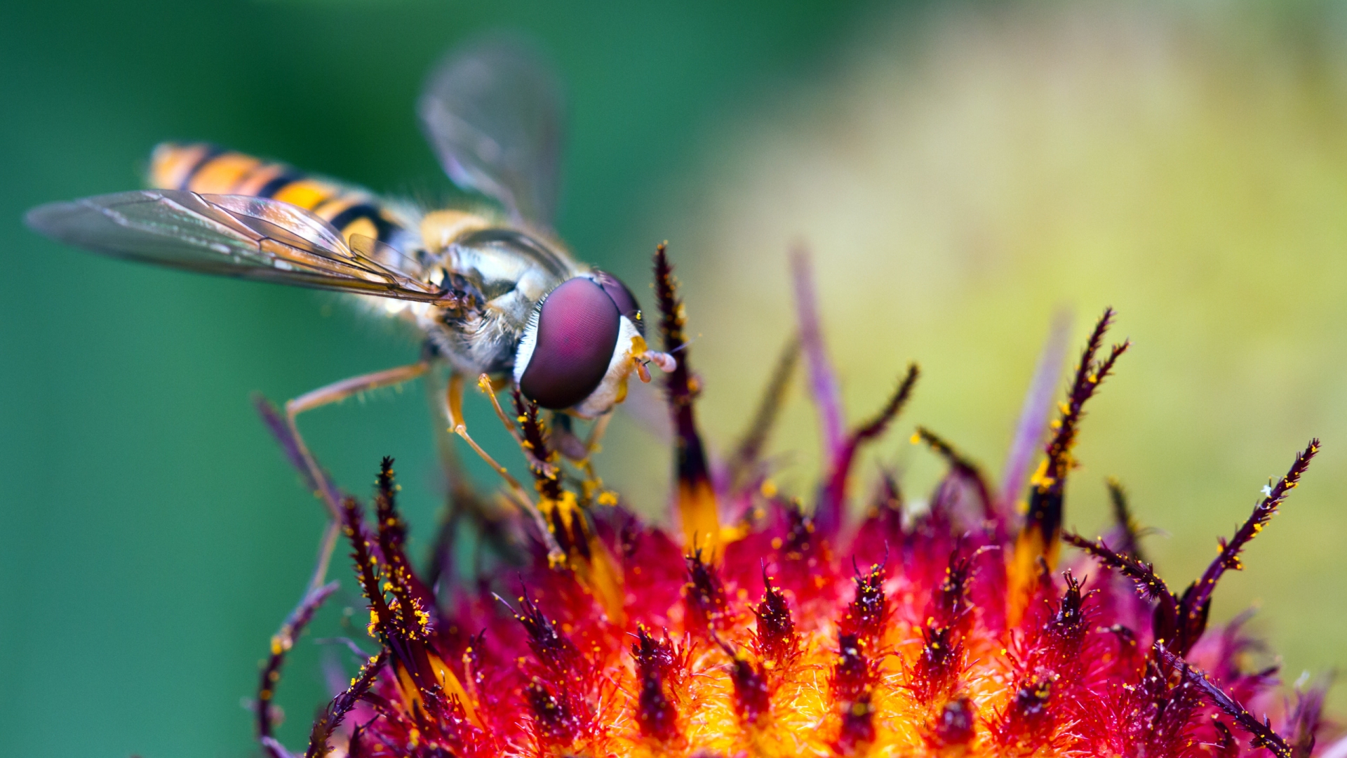 Hover Fly at Work for 1920 x 1080 HDTV 1080p resolution