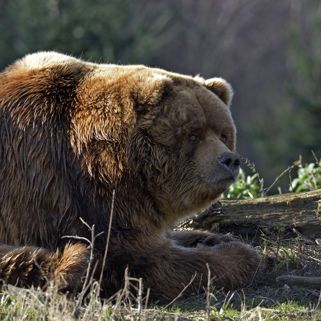Huge Brown Bear for 1024 x 1024 iPad resolution