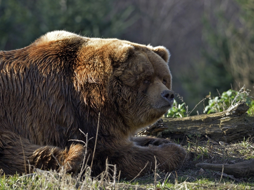 Huge Brown Bear for 1024 x 768 resolution