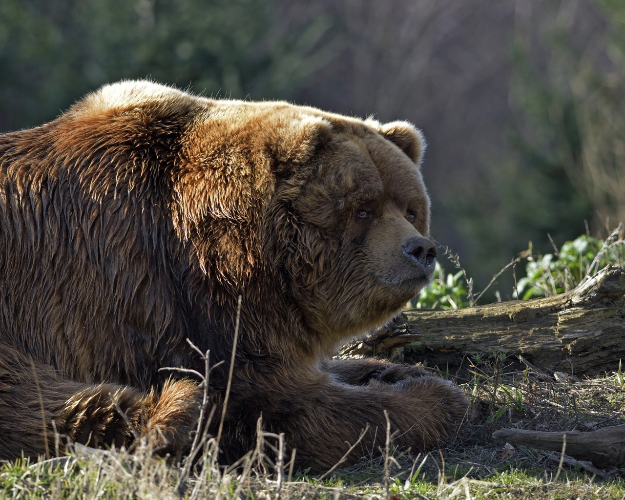 Huge Brown Bear for 1280 x 1024 resolution
