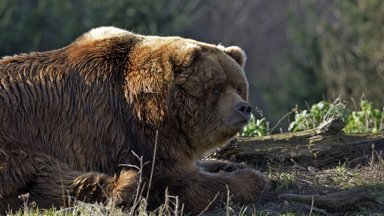 Huge Brown Bear for 1280 x 720 HDTV 720p resolution