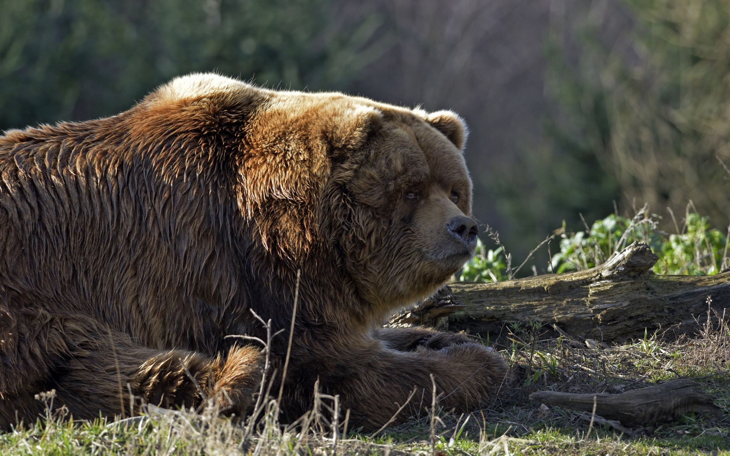 бурый медведь лес трава скачать
