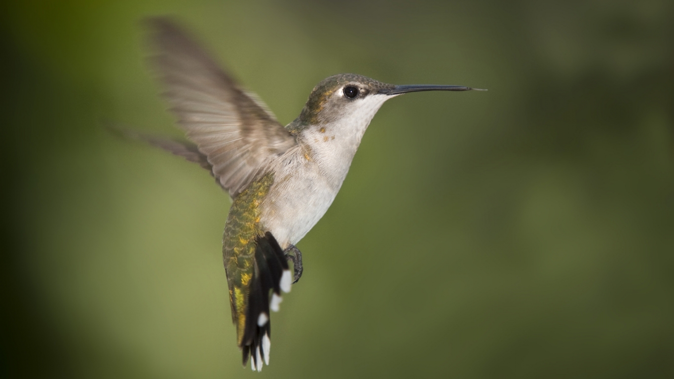 Hummingbird Texas for 1366 x 768 HDTV resolution