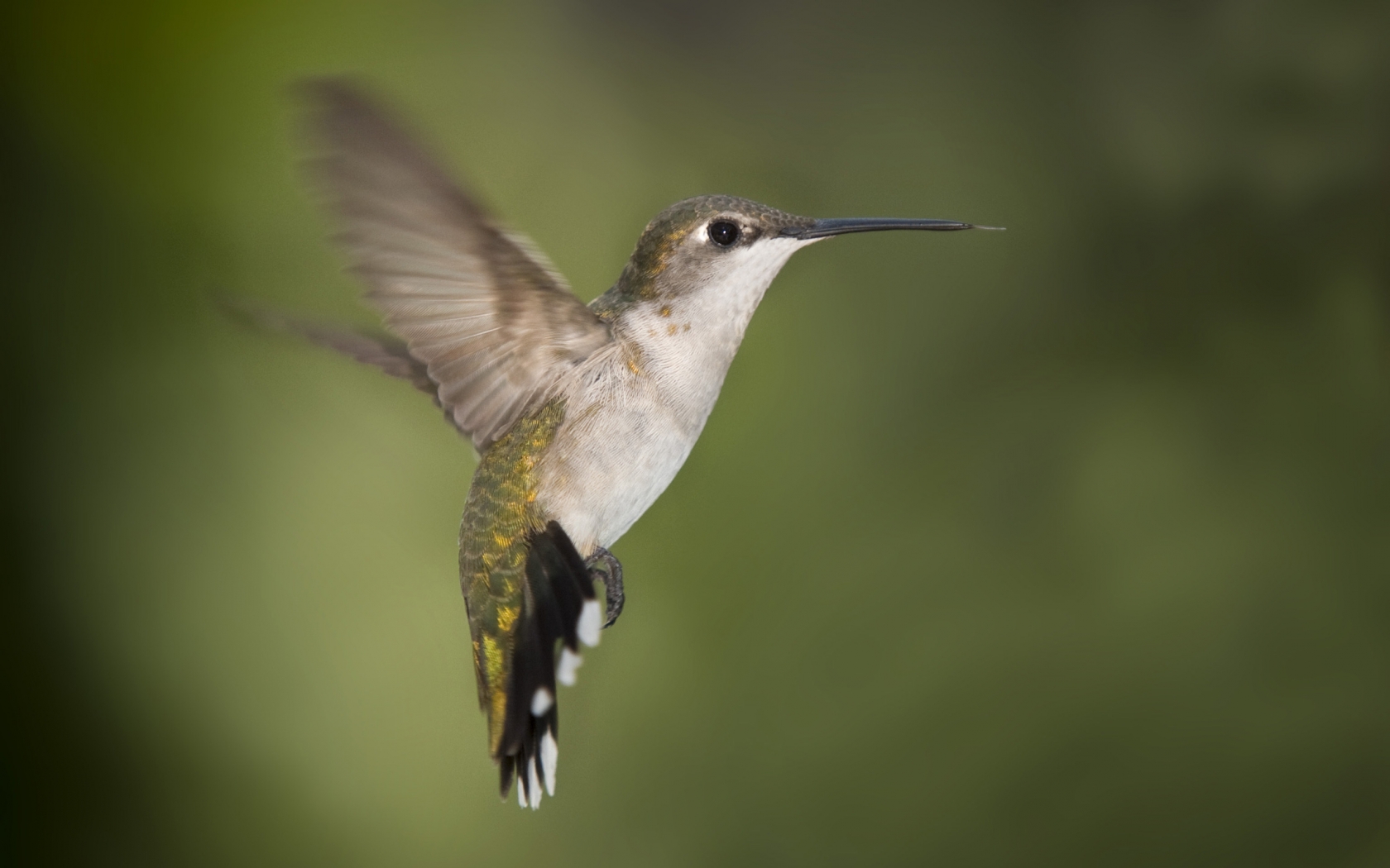 Hummingbird Texas for 1680 x 1050 widescreen resolution
